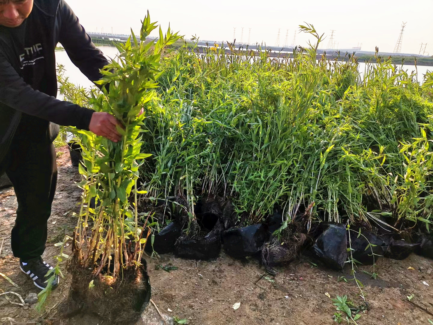 人工湿地用水生植物-千屈菜