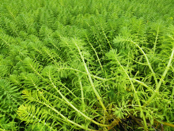 沉水植物粉绿狐尾藻