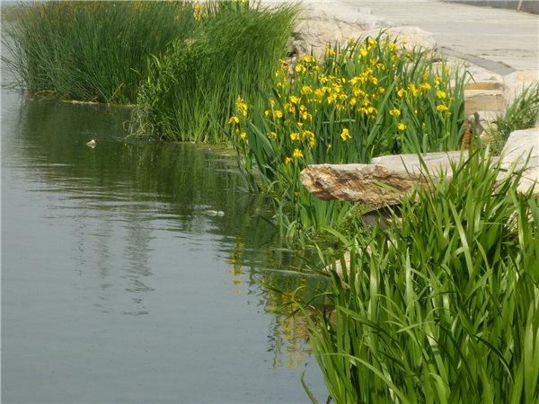 河道黄花鸢尾图片