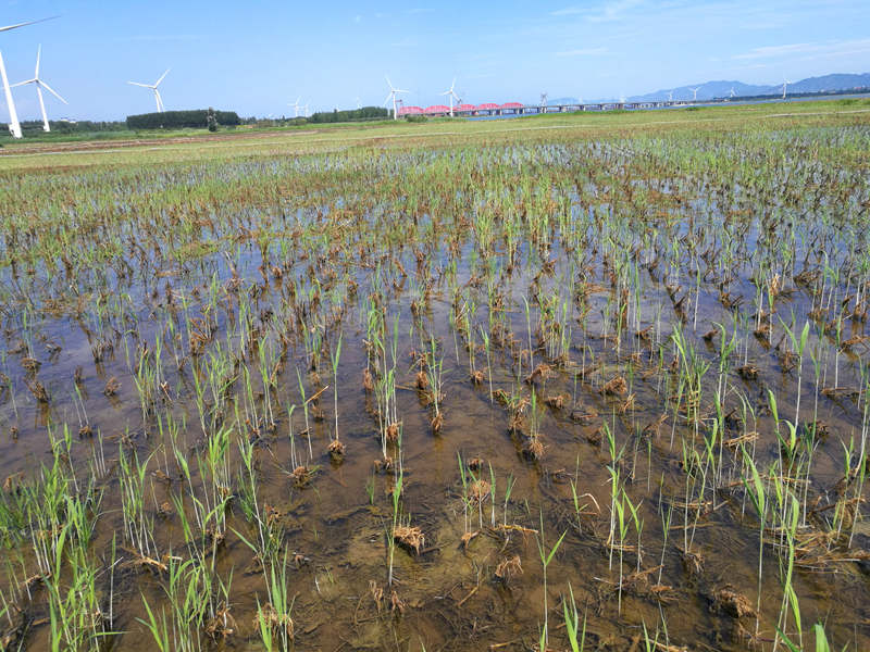 人工湿地芦苇种植