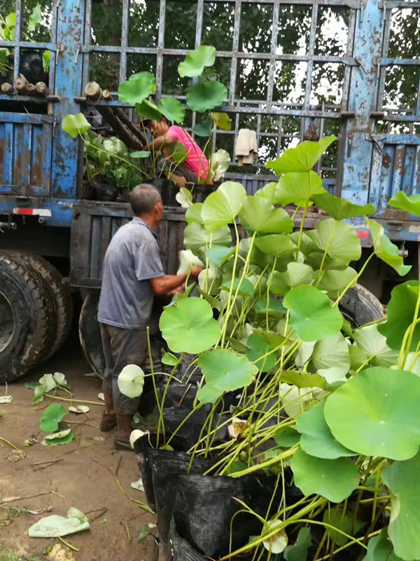 盆栽荷花装车