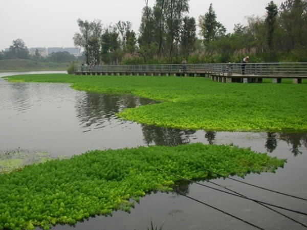 狐尾藻浮岛