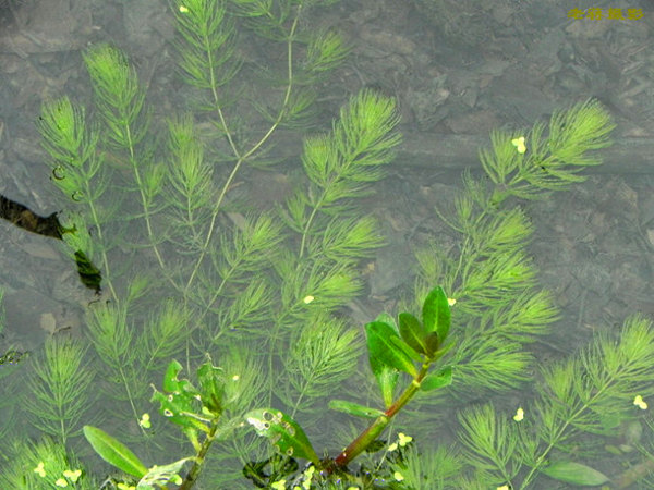生长在池塘的金鱼藻