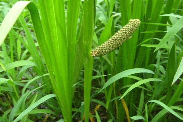 成熟的菖蒲