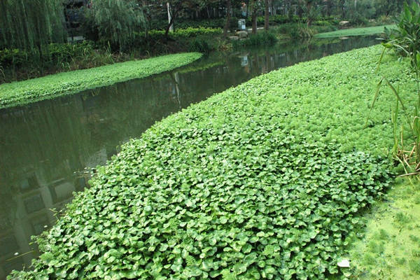 水边种植的香菇草