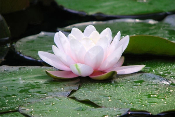 粉色睡莲洛桑