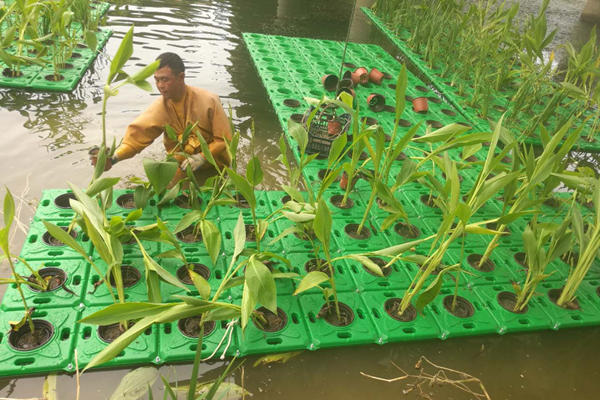 在生态浮床上种植水生美人蕉