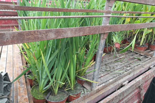 浮岛用水生植物