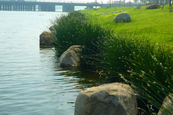 河道种植水葱效果