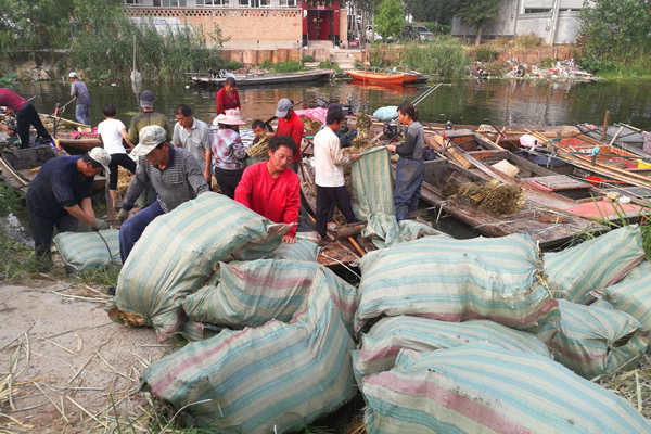 当天采挖的芦苇苗装袋子、装车