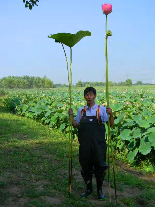 观赏荷花基地