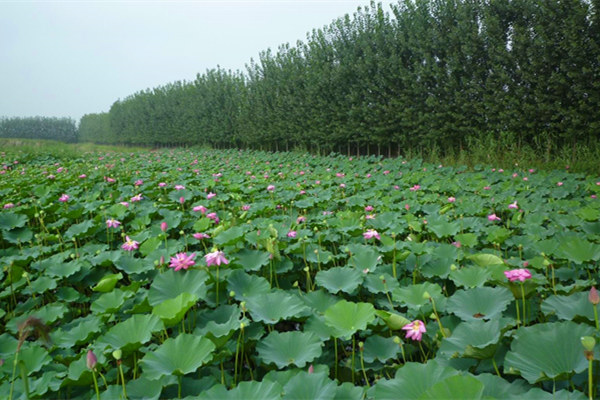 观赏荷花基地