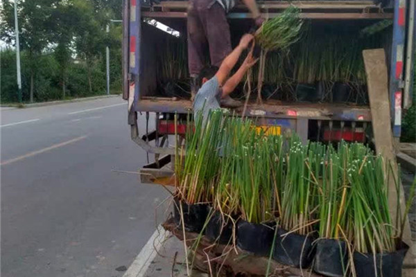 盆栽水葱装车图片