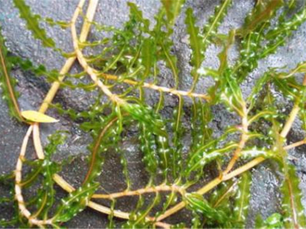 宁夏水生植物图片