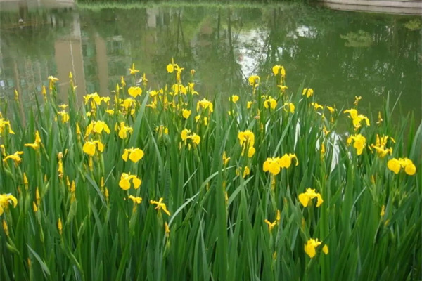 人工湿地黄花鸢尾图片