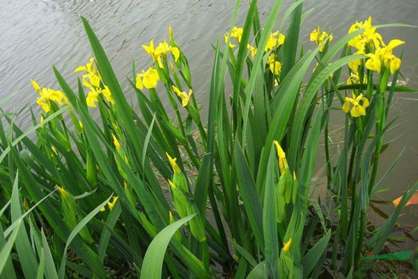 适合黑龙江生长的水生植物-黄花鸢尾