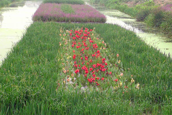 河道上的人工生态景观浮岛植物搭配