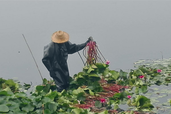 盆栽睡莲图片