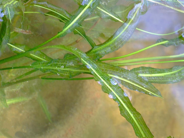 沉水植物-竹叶眼子菜