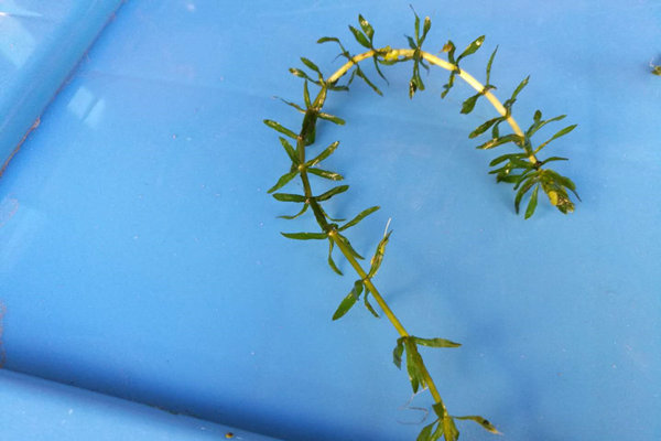沉水植物-伊乐藻