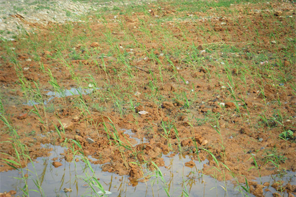 人工湿地芦苇种植方法
