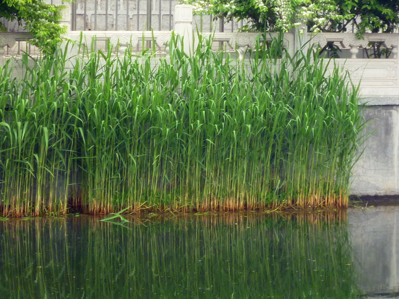 河道水生植物-芦苇