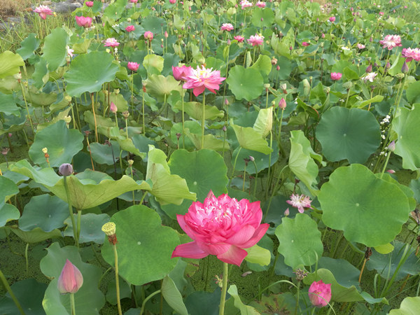 观赏荷花基地