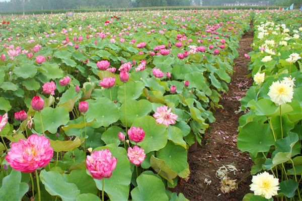 观赏荷花基地