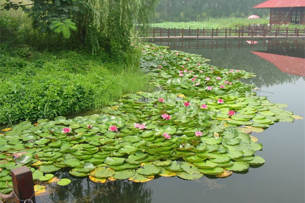 水生植物睡莲