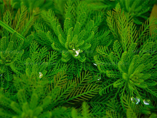 水生植物狐尾藻