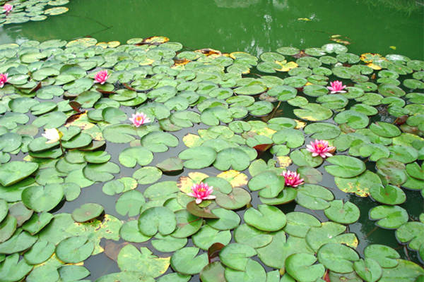 水生植物睡莲