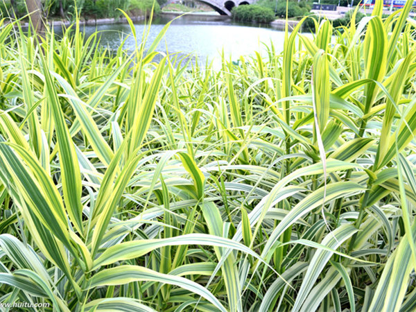 河道种植的花叶芦苇