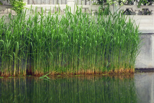 河道水生植物芦苇