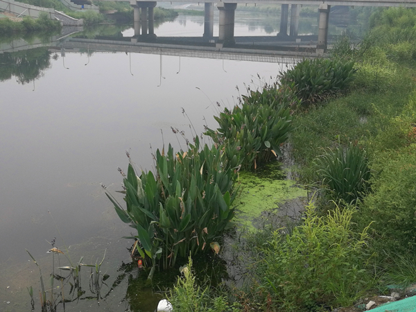 河道水生植物再力花