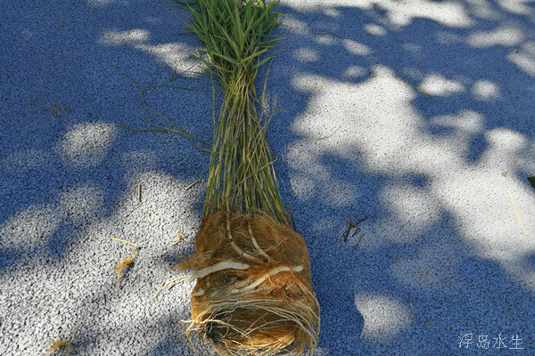 盆栽水生植物-芦苇