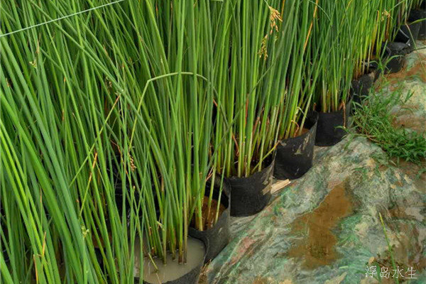 盆栽水生植物-水葱