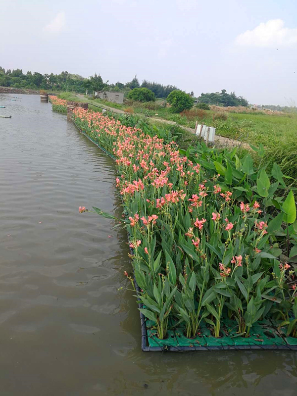 盆栽水生植物生态浮岛应用效果