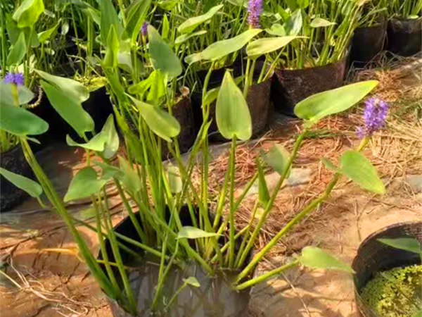 水生植物-梭鱼草