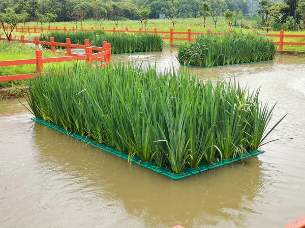 水生鸢尾