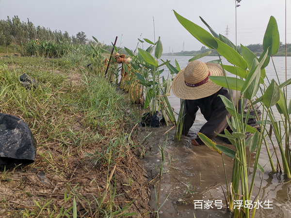 再力花种植