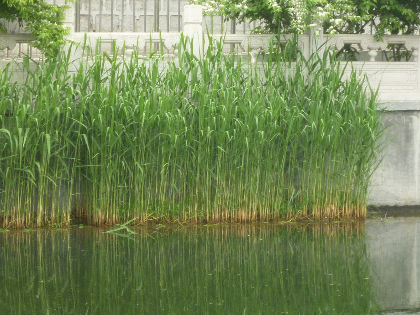 北京种植芦苇效果.JPG