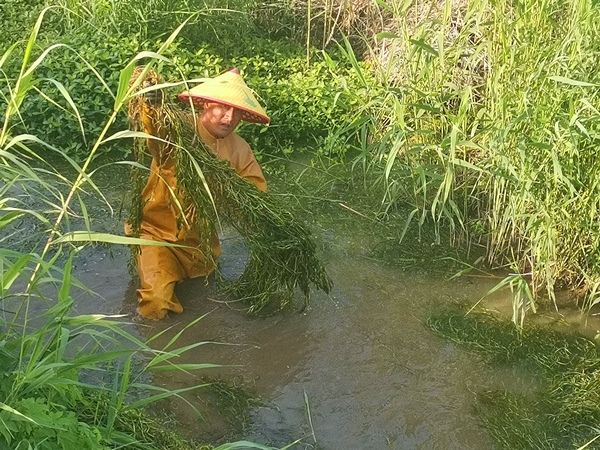 沉水植物菹草 .jpg