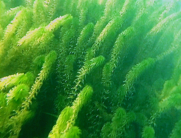 水下森林黑藻.jpg