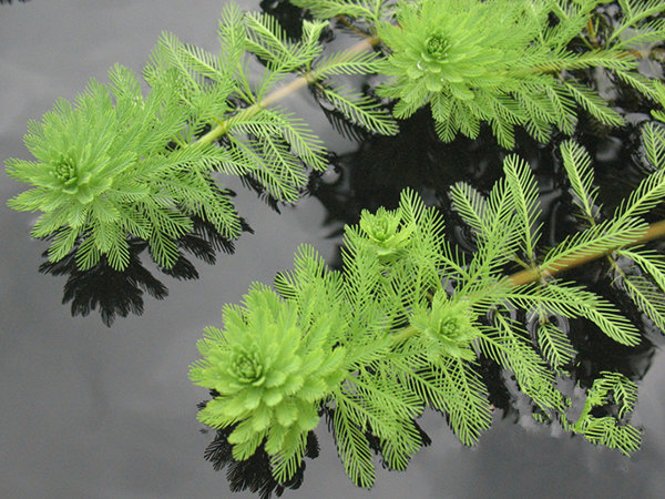 沉水植物-狐尾藻