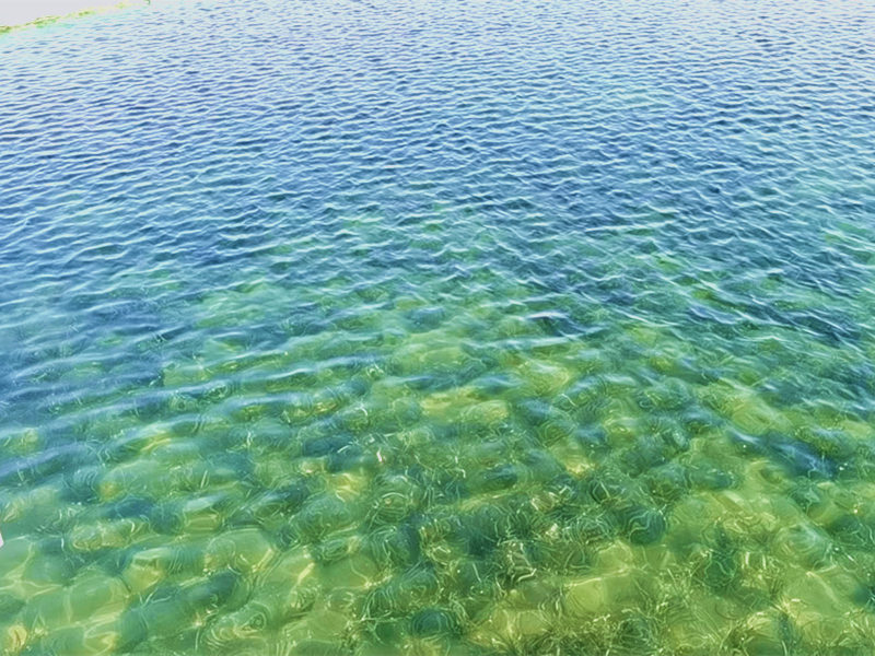 沉水植物对水体的净化效果