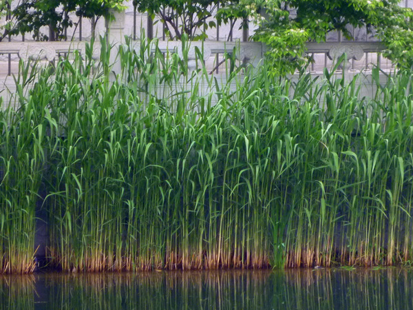 河道种植芦苇