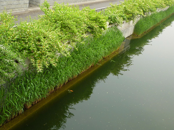 河道芦苇种植