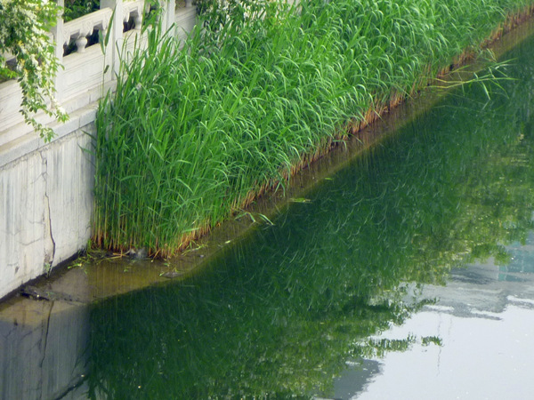 河道芦苇种植