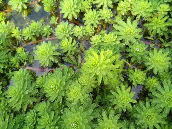 粉绿狐尾藻图片