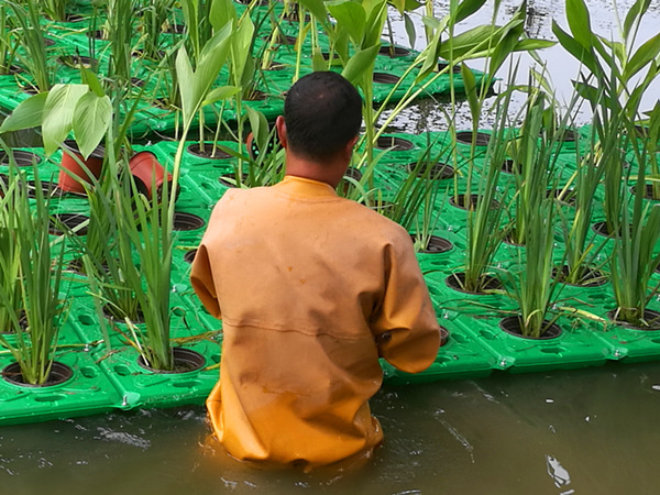 人工植物浮岛图片